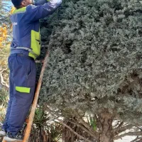 هرس|خدمات باغبانی و درختکاری|شاندیز, |دیوار