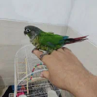 گرینچیک دستی