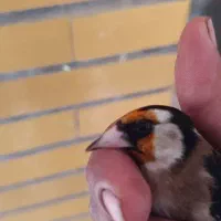 سهر نر