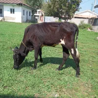 لیشه چالوسی