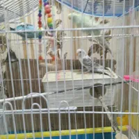 سه عدد مرغ عشق سالم|پرنده|تهران, بیسیم|دیوار