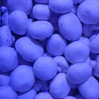 فروش قارچ تازه مستقیم از تولیدکننده|خوردنی و آشامیدنی|رشت, معلم|دیوار