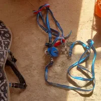 زین اسب|اسب و تجهیزات اسبسواری|گل تپه, |دیوار