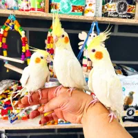 فروشگاه طوطیسانان(عروس هلندی برزیلی ملنگوشاه طوطی)