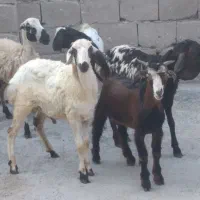 چند عدد بره با بچه ماده چ بدون بچه  غوچ چاق نری|حیوانات مزرعه|قشم, |دیوار