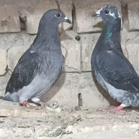 دو عدد کبوتر خاص