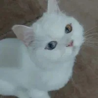 گربه سفید پرشین