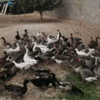 غاز نر و اردک نر درشت،تخم نطفه دار شاخدارجوجه خروس|حیوانات مزرعه|شیراز, نصر|دیوار