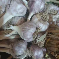 سیر محلی