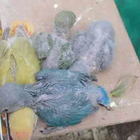جوجه سرلاکی طوطی برزیلی  آماده دستی کردن و تربیت