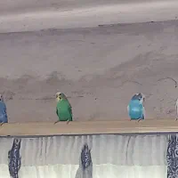 مرغ عشق
