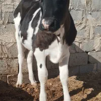 گوساله ماده جنس