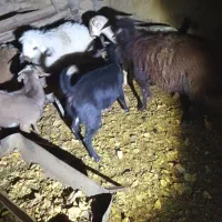 بز و چپیش|حیوانات مزرعه|تفت, |دیوار