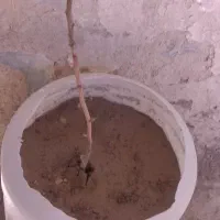 نهال پسته پیوندی