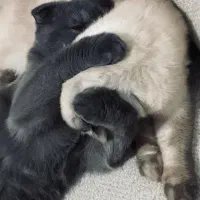 اسکاتیش بلو بریتیش اسکاتیش