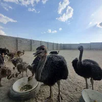 فروش جوجه گردن ابی شترمرغ آذربایجانشرقی|حیوانات مزرعه|تبریز, |دیوار