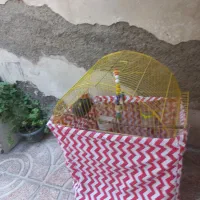 مرغ مینا با قفس و مطعلقات|پرنده|رباط‌کریم, رباط‌کریم|دیوار