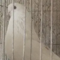 کفتر تهرونی نر|پرنده|تفت, |دیوار