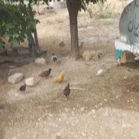 حیوانات