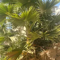 اجاره-مسکونی-خ-اطلسی