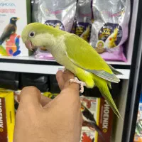 راهب مولد و جوجه راهب کاسکو لوری اکلکتوس ارا