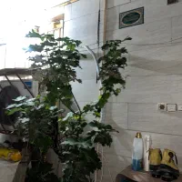 فروش-زمین-بر-اصلی-النصر-سرنبش