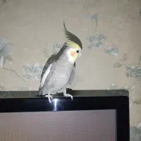 عروس هلندی نر اماده|پرنده|گلستان (تهران), |دیوار