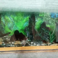 اکواریوم|ماهی|بیرجند, |دیوار