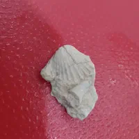 فسیل|کلکسیون اشیاء عتیقه|یزد, |دیوار