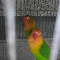 کوتوله برزیلی