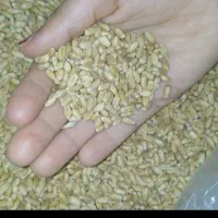 فروشن 7تن گندم