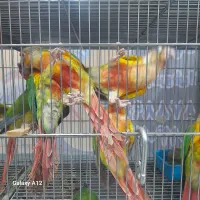 طوطی|پرنده|اصفهان, دوطفلان|دیوار