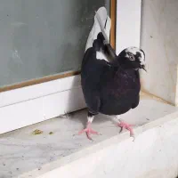 کبوتر پرشی 4طوق|پرنده|ابهر, |دیوار