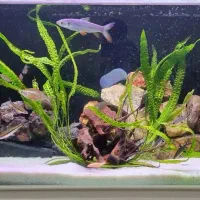 گیاه کریپتون آکواریوم