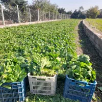 فروش اسفناج تازه چین عمده