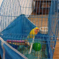 طوطی برزیلی ماده و سخنگو