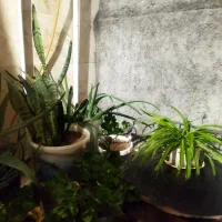 گل فروشی