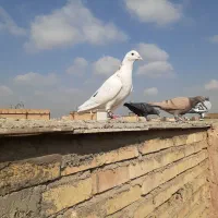 کفتر بوم آلمانی به‌ شرط پرش وقلدری وذات