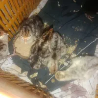 جوجه بوقلمون محلی