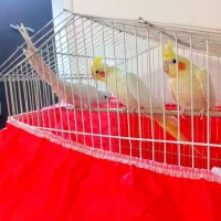 ۳تا طوطی بالغ یه پسر ۲تا دختر|پرنده|آمل, |دیوار