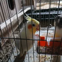 عروس هلندی نر