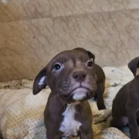 واگذاری توله پیتبول