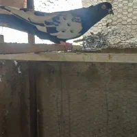 کفتر سینه سیاه
