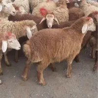 کمرپر/پرگوشت چاق وجوان(عقیقه قربانی)گوسفند زنده