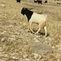 فروش ۳عددچبشش چاق مخصوص داشت وقصابی