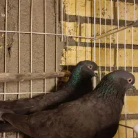 کفترهای پرشی|پرنده|خوانسار, |دیوار