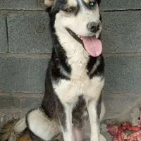 واگذاری سسگ ماده