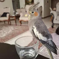 عروس هلندی گمشده در شهرک مدرس