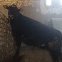 گوساله نر