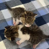 سرپرستی بچه گربه